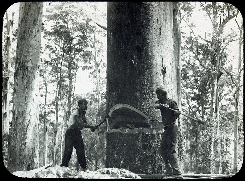 46 - Timber Felling, WA.jpg - 46 - Timber Felling, WA